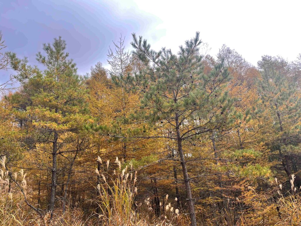 霧ヶ峰　秋
諏訪市　紅葉