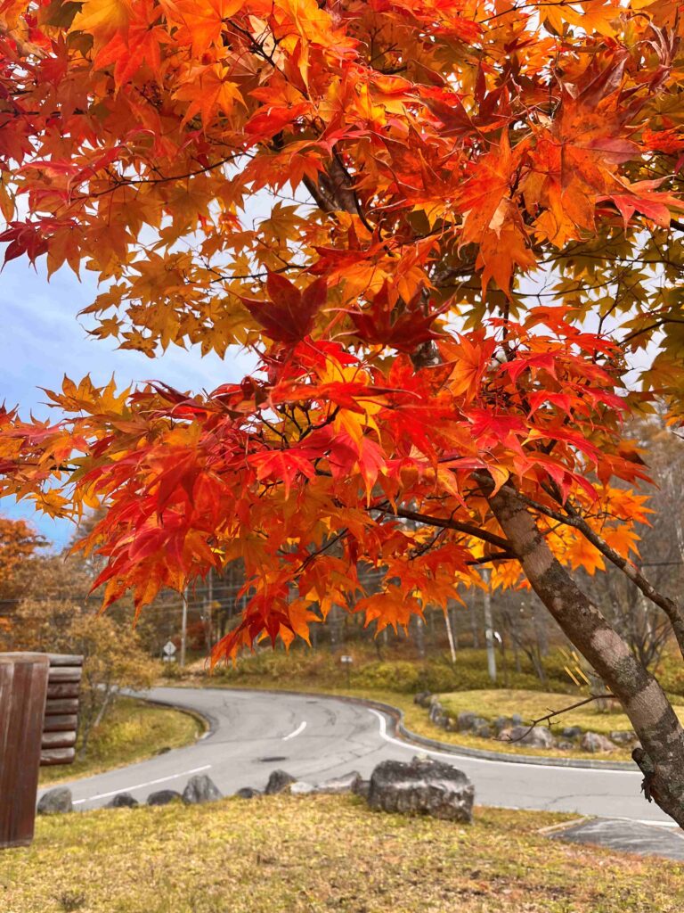 霧ヶ峰　秋
諏訪市　紅葉
