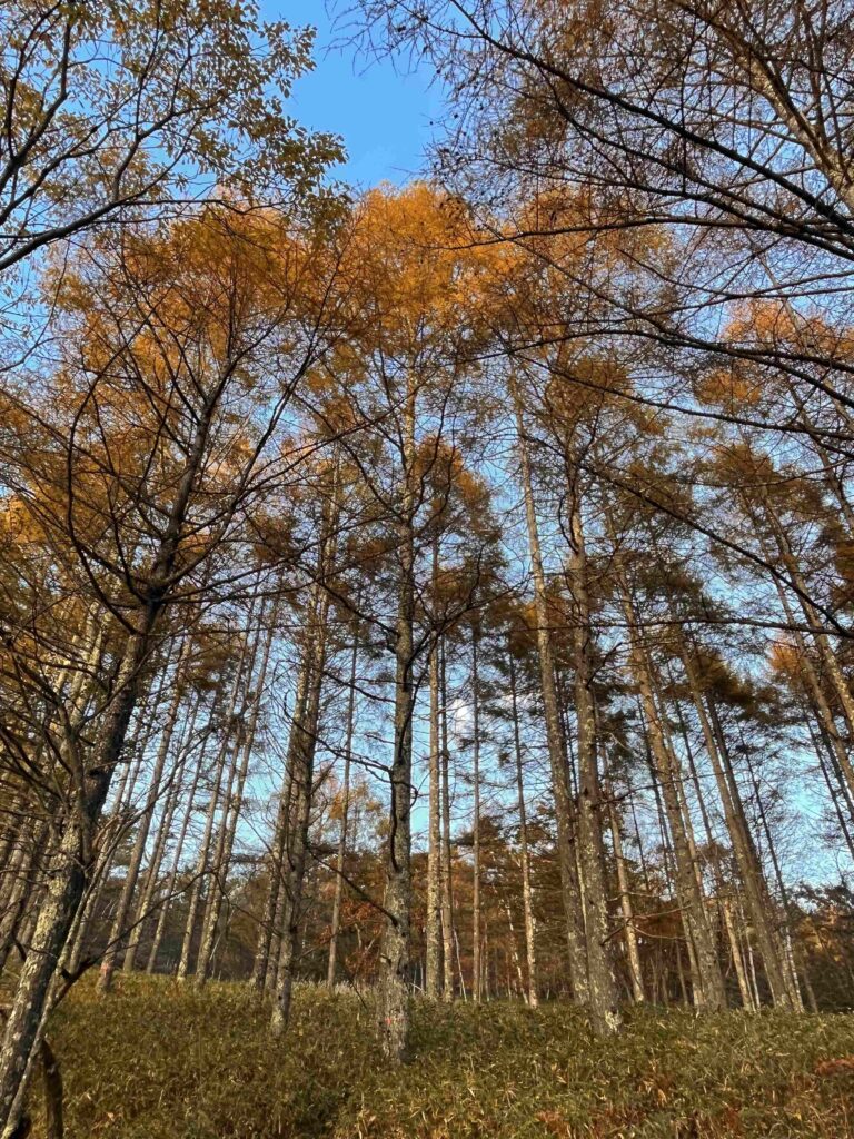 別荘の植栽
諏訪市　遊歩道
霧ヶ峰