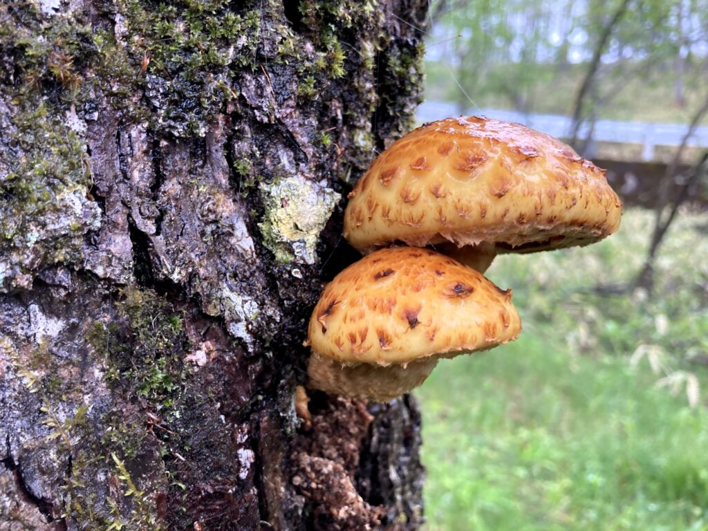 霧ヶ峰　別荘地　ビバルデの丘　長野県諏訪市　キノコ　きのこ　秋　山　ヌメリスギタケモドキ