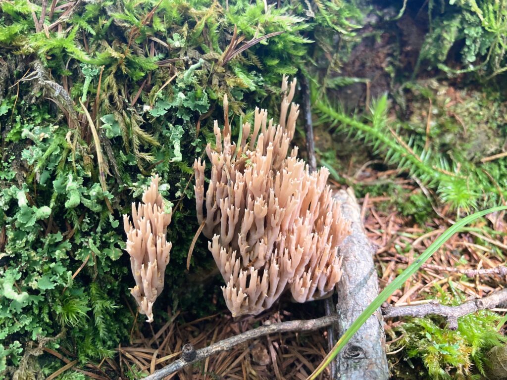 霧ヶ峰　別荘地　ビバルデの丘　長野県諏訪市　キノコ　きのこ　秋　山　ハナホウキタケ