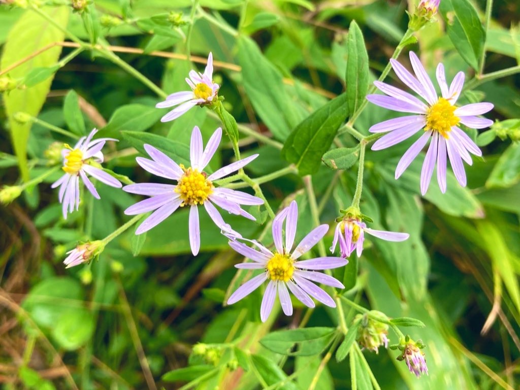 長野県　霧ヶ峰　諏訪　別荘地　ビバルデの丘　山野草　秋の花　ノコンギク　キク科　紫色