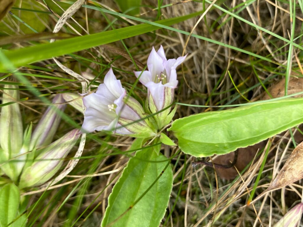 長野県　霧ヶ峰　諏訪　別荘地　ビバルデの丘　山野草　秋の花　リンドウ　ツルリンドウ