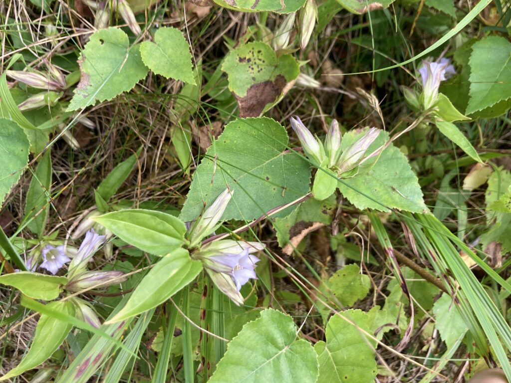 長野県　霧ヶ峰　諏訪　別荘地　ビバルデの丘　山野草　秋の花　リンドウ　ツルリンドウ