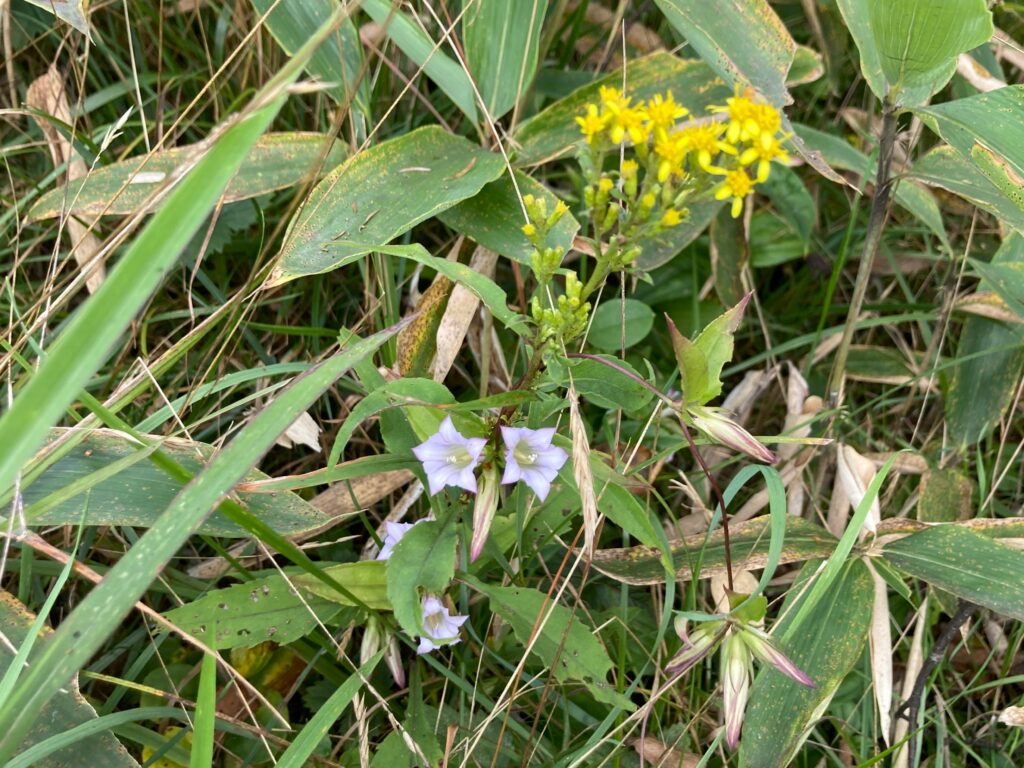 長野県　霧ヶ峰　諏訪　別荘地　ビバルデの丘　山野草　秋の花　リンドウ　ツルリンドウ　アキノキリンソウ