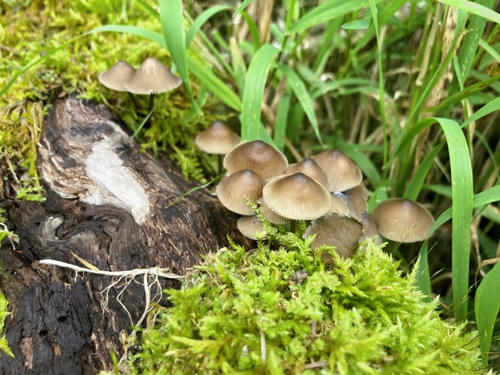 霧ヶ峰　別荘地　ビバルデの丘　長野県諏訪市　キノコ　きのこ　秋　山