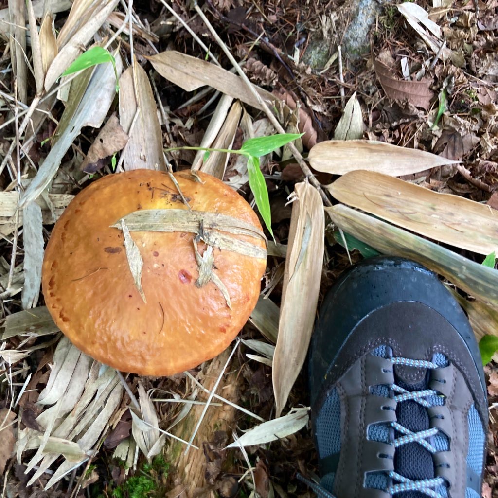 霧ヶ峰　別荘地　ビバルデの丘　長野県諏訪市　キノコ　きのこ　秋　山　イグチ