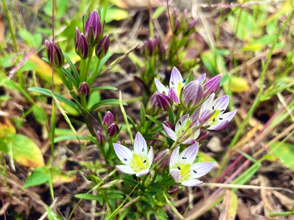 長野県　霧ヶ峰　諏訪　別荘地　ビバルデの丘　山野草　秋の花　リンドウ　センブリ