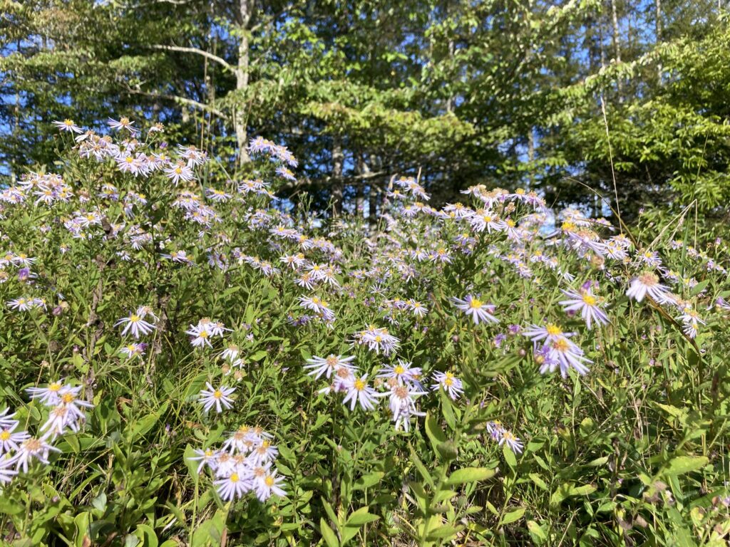 長野県　霧ヶ峰　諏訪　別荘地　ビバルデの丘　山野草　秋の花　ノコンギク　キク科　紫色