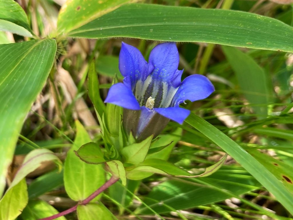 長野県　霧ヶ峰　諏訪　別荘地　ビバルデの丘　山野草　秋の花　リンドウ　青い花