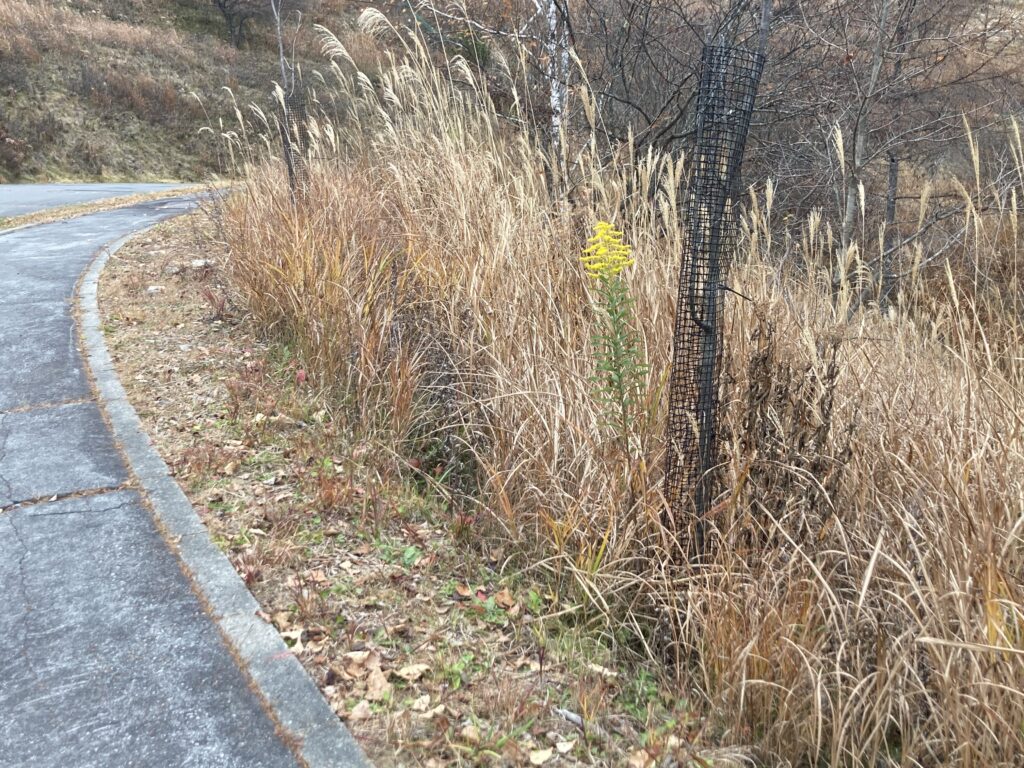 信州　諏訪　霧ヶ峰高原別荘地　長野県諏訪市　ビバルデの丘　黄色い花　山　セイタカアワダチソウ