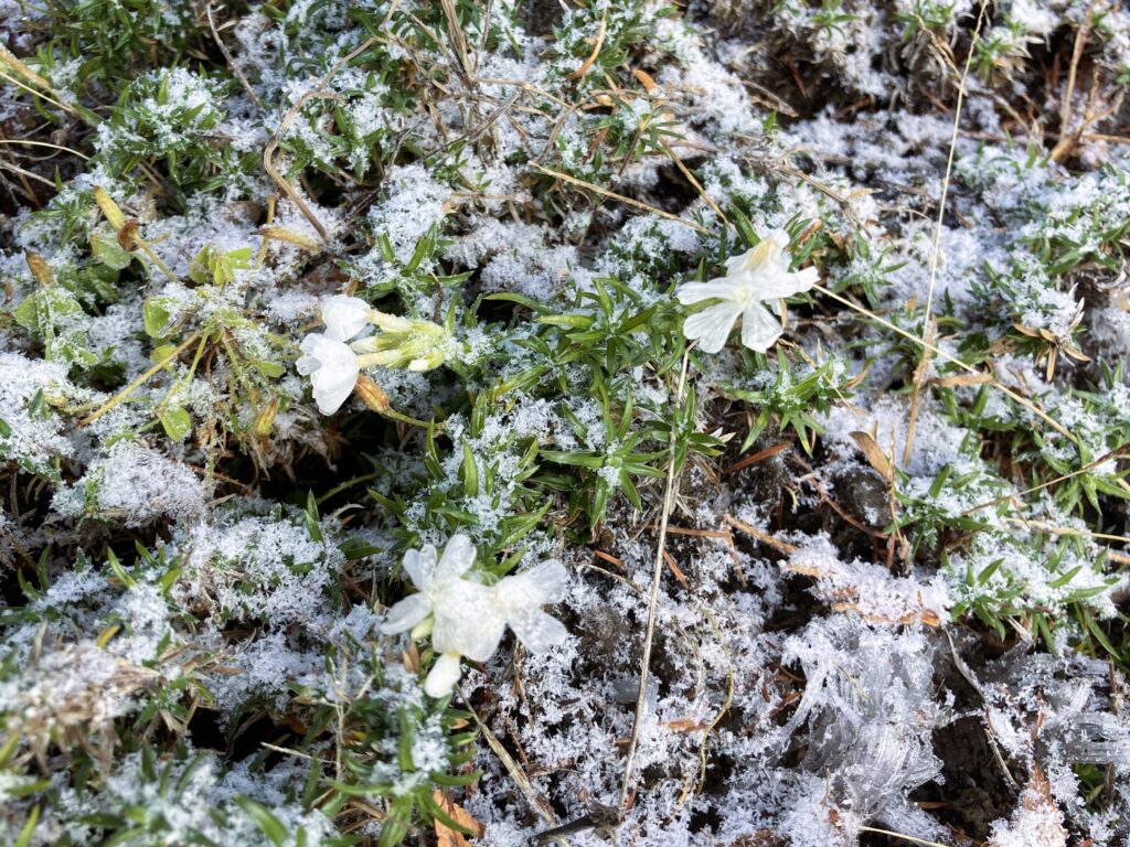 長野県諏訪市　信州　霧ヶ峰高原　別荘地　ビバルデの丘　初雪　積雪　雪化粧