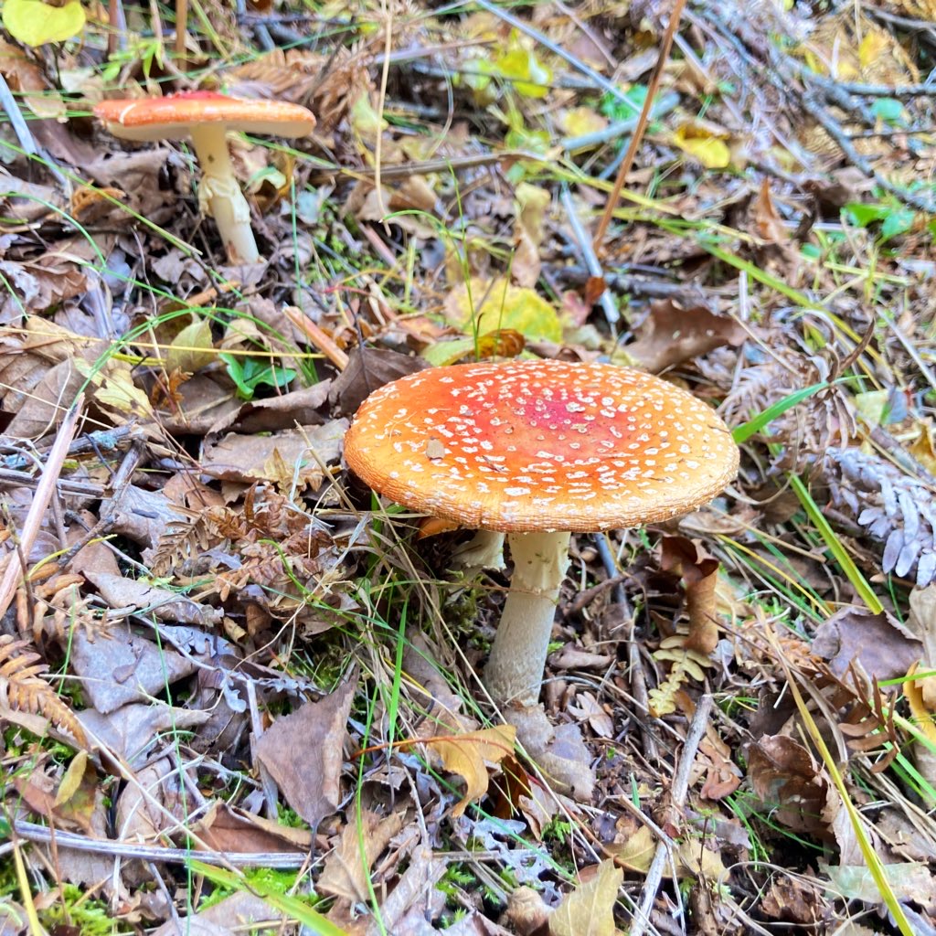 信州　長野県諏訪市　霧ヶ峰　別荘地　ビバルデの丘　秋の風景　きのこ　キノコ　ベニテングタケ