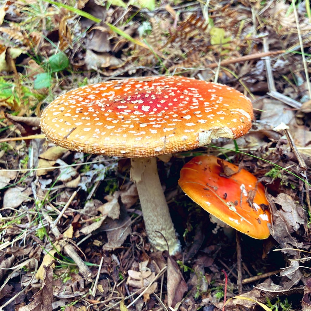 信州　長野県諏訪市　霧ヶ峰　別荘地　ビバルデの丘　秋の風景　きのこ　キノコ　ベニテングタケ