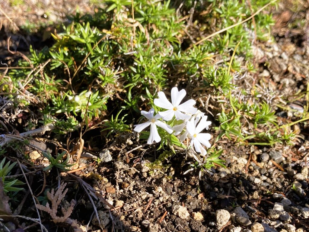 長野県諏訪市　信州　諏訪　霧ヶ峰高原　別荘地　ビバルデの丘　山野草　シバザクラ　春の花　秋