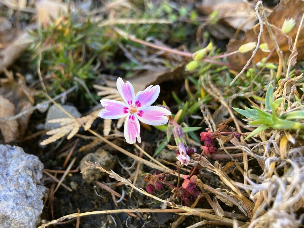 長野県諏訪市　信州　諏訪　霧ヶ峰高原　別荘地　ビバルデの丘　山野草　シバザクラ　春の花　秋