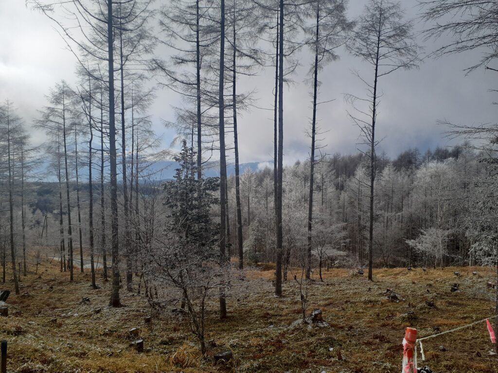 霧ケ峰
樹氷