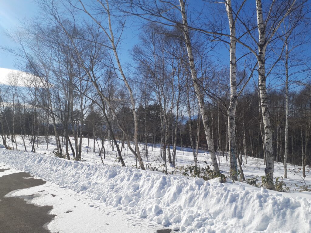 霧ヶ峰
別荘地
雪
白樺