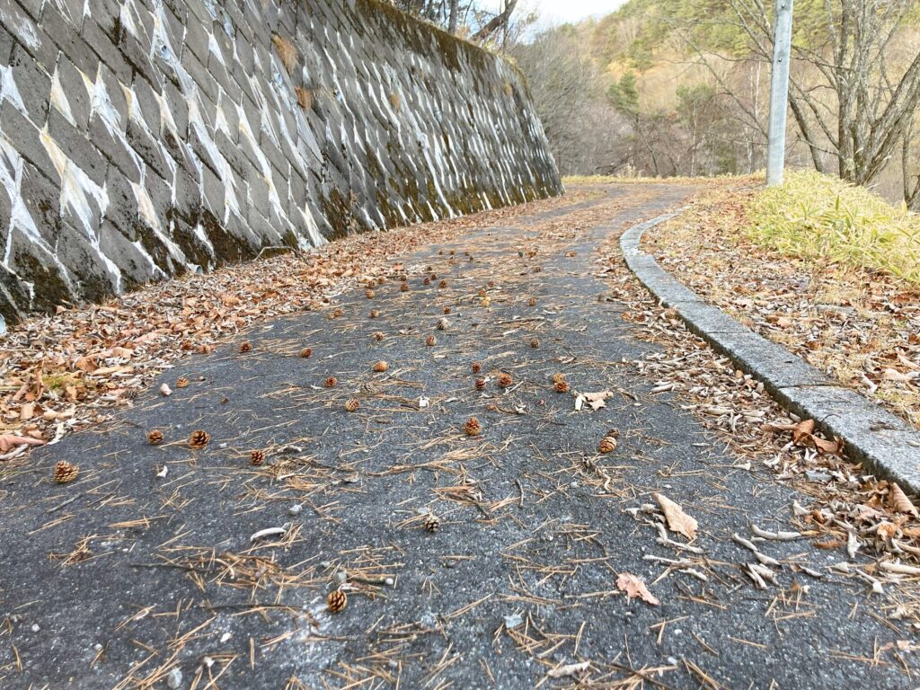 ビバルデの丘　長野県諏訪市　霧ヶ峰高原　松ぼっくり　アカマツ