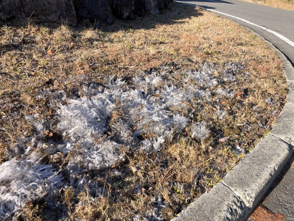 信州　諏訪　霧ヶ峰高原　別荘地　ビバルデの丘　冬　霜柱　しもばしら