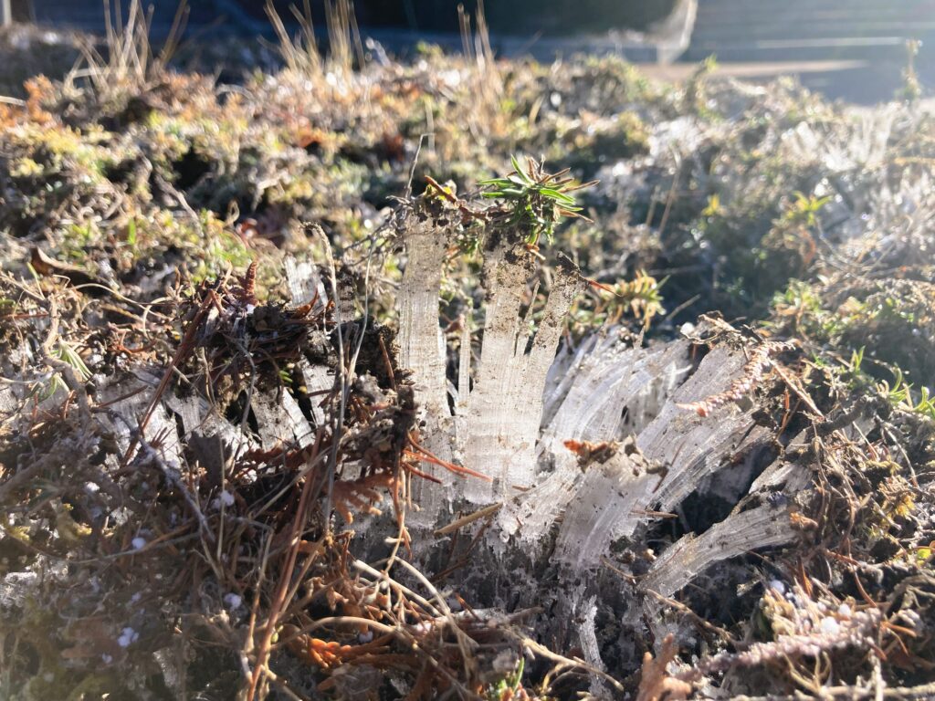 信州　諏訪　霧ヶ峰高原　別荘地　ビバルデの丘　冬　霜柱　しもばしら