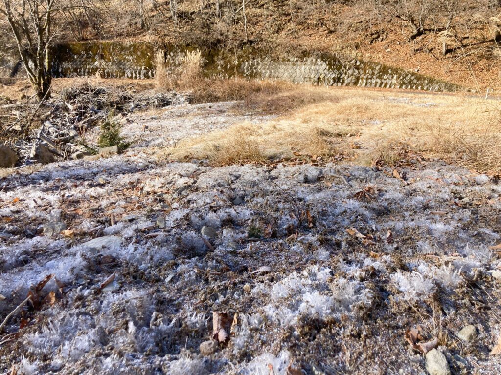 信州　諏訪　霧ヶ峰高原　別荘地　ビバルデの丘　冬　霜柱　しもばしら