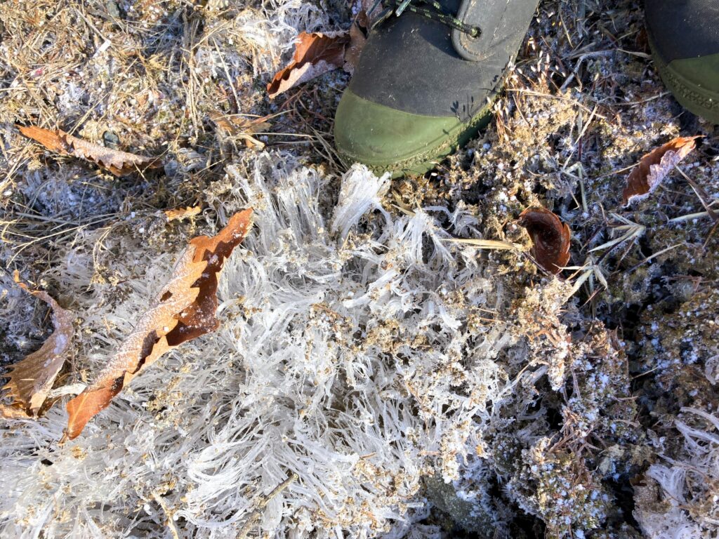 信州　諏訪　霧ヶ峰高原　別荘地　ビバルデの丘　冬　霜柱　しもばしら