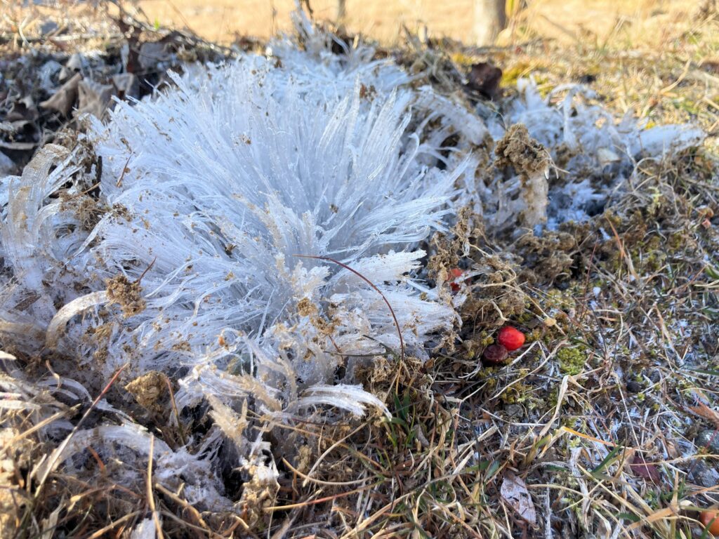 信州　諏訪　霧ヶ峰高原　別荘地　ビバルデの丘　冬　霜柱　しもばしら