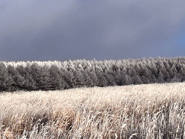 霧ヶ峰　雪