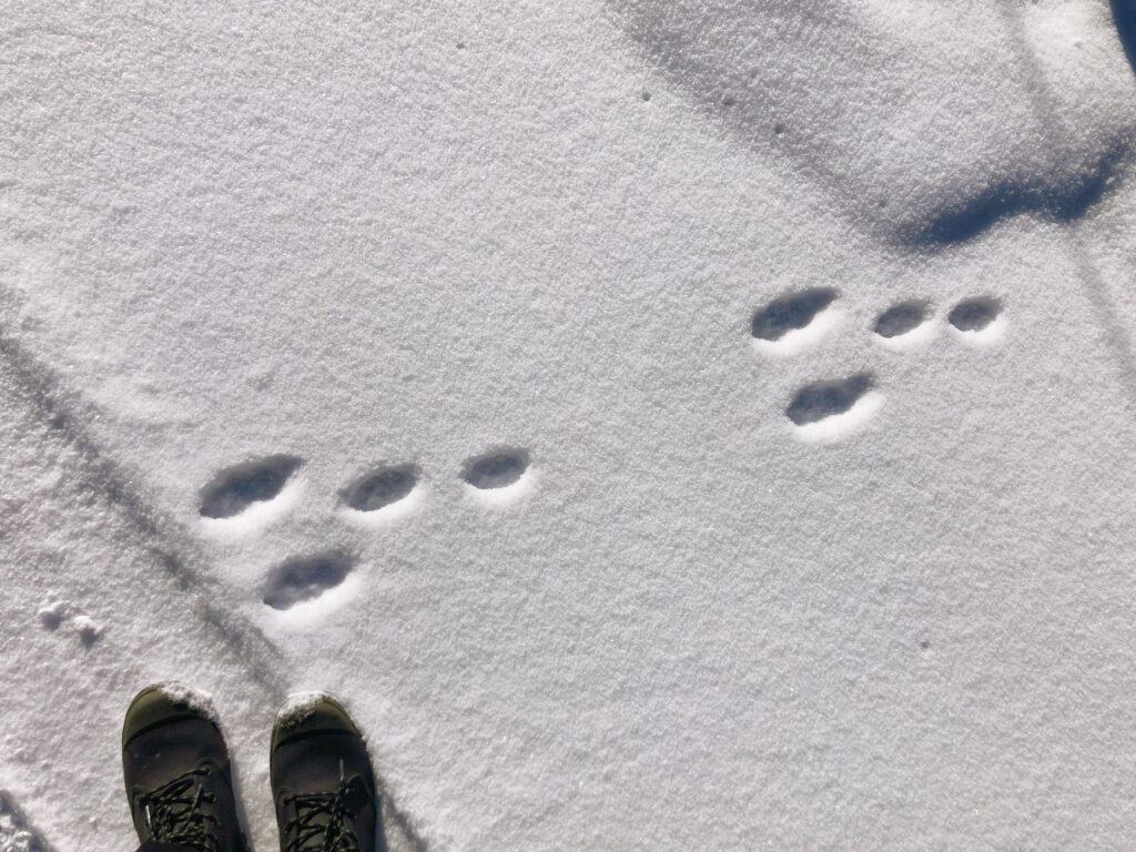 信州　諏訪　霧ヶ峰高原別荘地　ビバルデの丘　雪　雪化粧　足跡　野生動物　アニマルトラッキング　ノウサギ　ニホンノウサギ