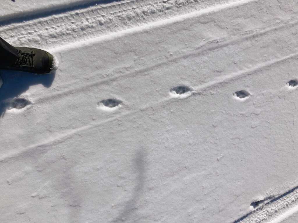 信州　諏訪　霧ヶ峰高原別荘地　ビバルデの丘　雪　雪化粧　足跡　野生動物　アニマルトラッキング　キツネ