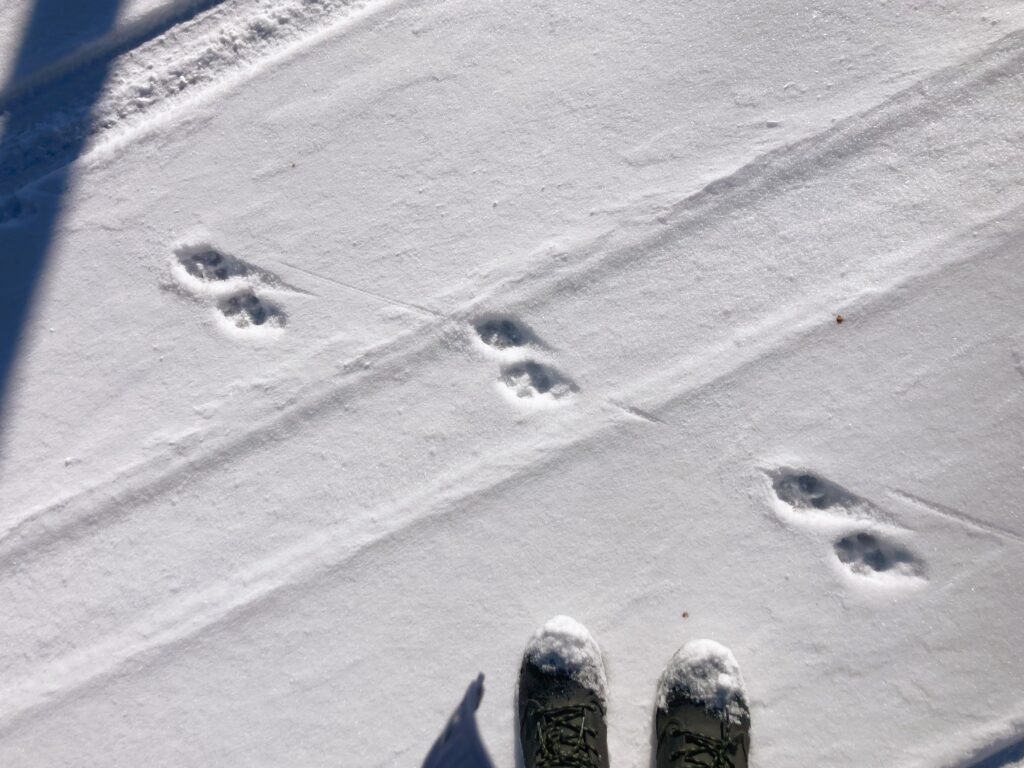 信州　諏訪　霧ヶ峰高原別荘地　ビバルデの丘　雪　雪化粧　足跡　野生動物　アニマルトラッキング　キツネ