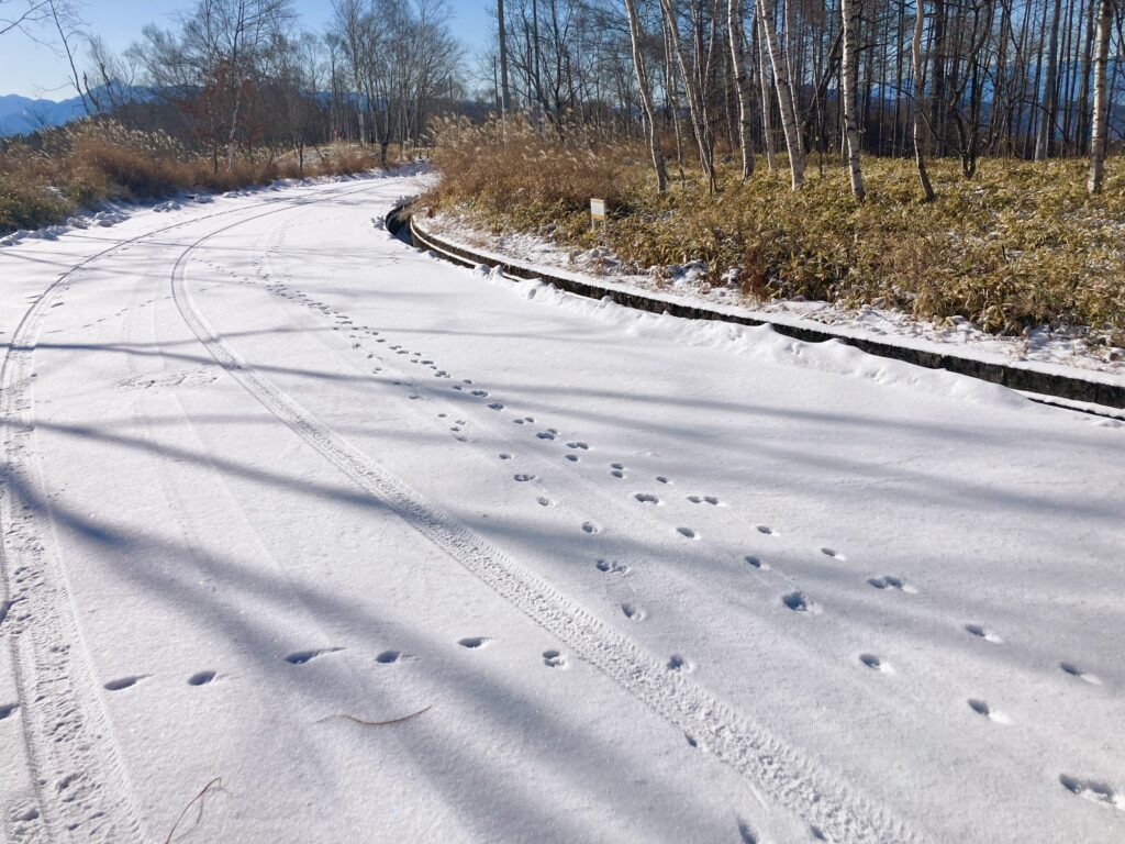 信州　諏訪　霧ヶ峰高原別荘地　ビバルデの丘　雪　雪化粧　足跡　野生動物　アニマルトラッキング