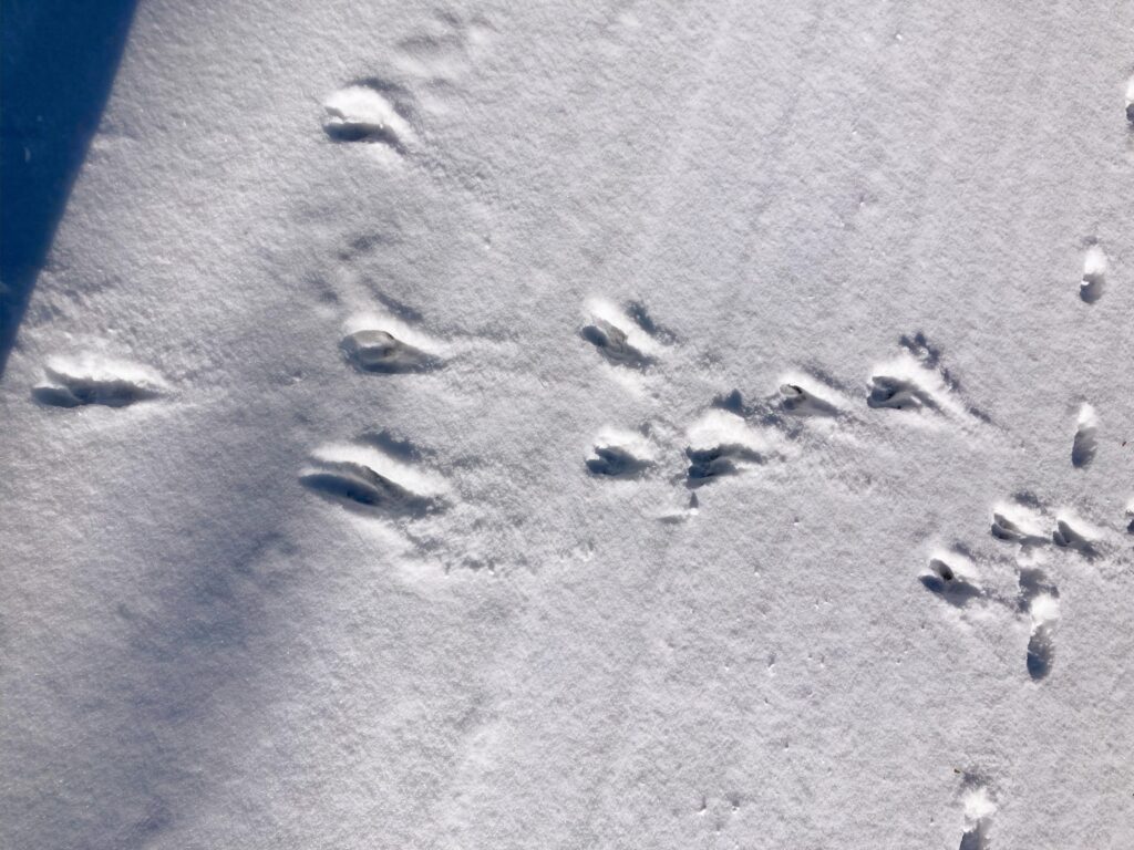 信州　諏訪　霧ヶ峰高原別荘地　ビバルデの丘　雪　雪化粧　足跡　野生動物　アニマルトラッキング　蹄　シカ　ニホンジカ