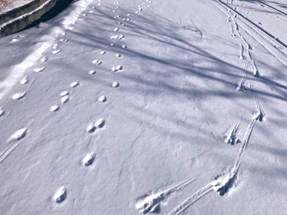 信州　諏訪　霧ヶ峰高原別荘地　ビバルデの丘　雪　雪化粧　足跡　野生動物　アニマルトラッキング