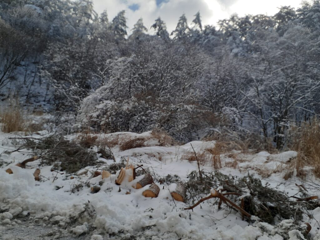 霧ケ峰
倒木