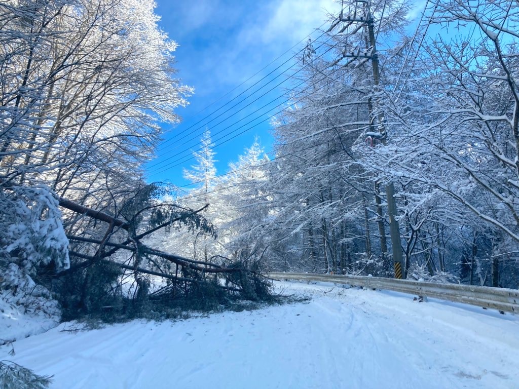 霧ケ峰
倒木