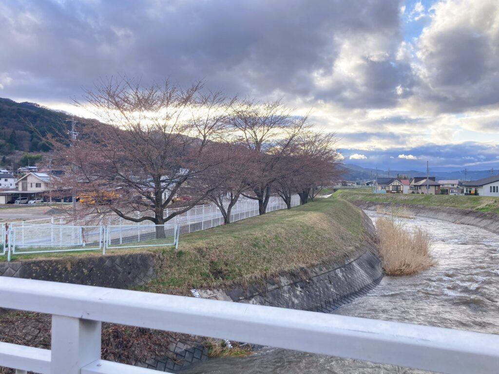 信州諏訪霧ヶ峰高原別荘地　霧ヶ峰　ビバルデの丘　長野県諏訪市　ビーナスライン　別荘　山　森　森林　自然　富士山　眺望　植物　山野草　草花　桜　開花　コヒガンザクラ