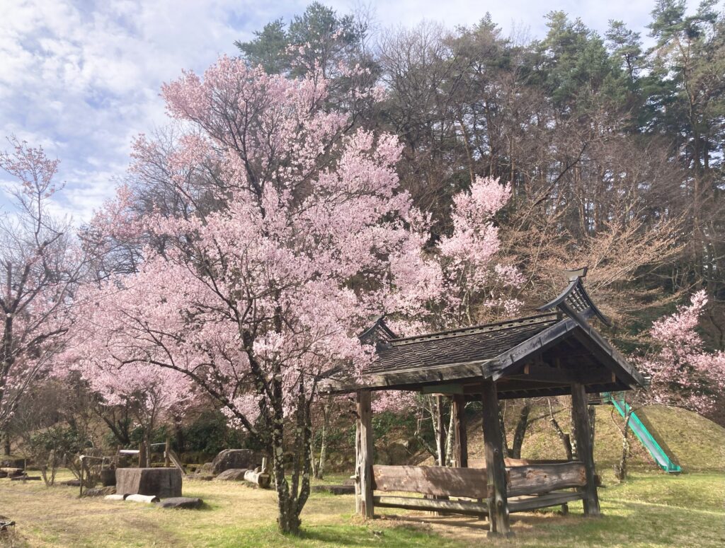 信州諏訪霧ヶ峰高原別荘地　霧ヶ峰　ビバルデの丘　長野県諏訪市　ビーナスライン　別荘　山　森　森林　自然　富士山　眺望　植物　山野草　草花　桜　開花　コヒガンザクラ　足長丘公園　ソメイヨシノ