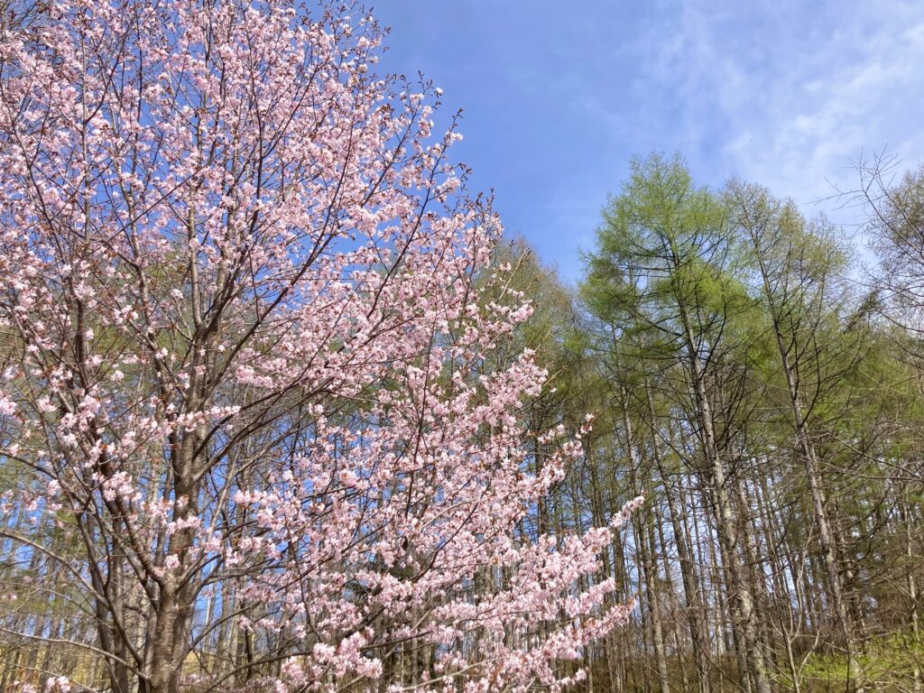 信州諏訪霧ヶ峰高原別荘地　霧ヶ峰　ビバルデの丘　長野県諏訪市　ビーナスライン　別荘　山　森　森林　自然　植物　山野草　草花　アウトドア　ヤマザクラ　桜　新緑　カラマツ