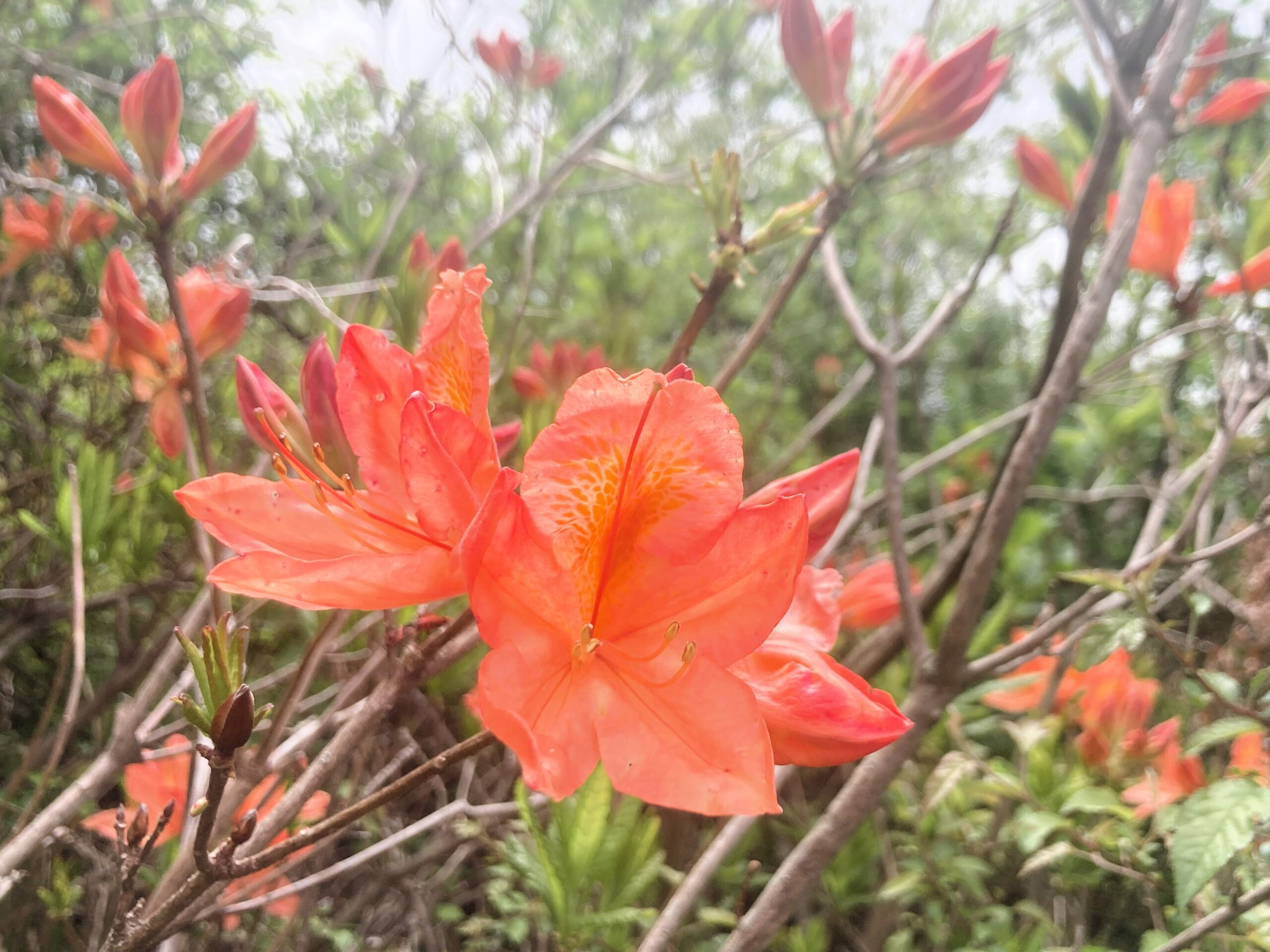 野花 IMG_2619.1-scaled.jpg