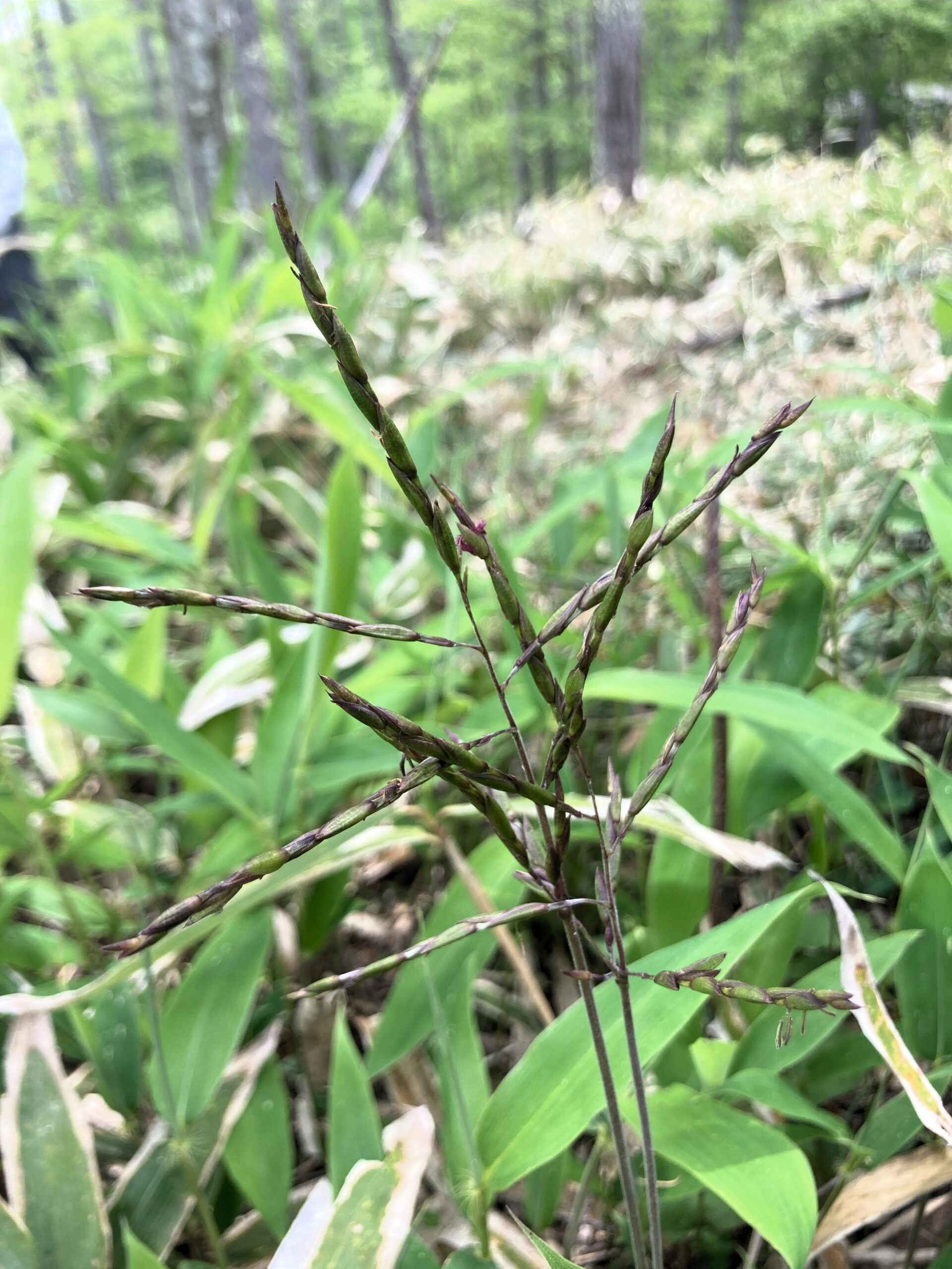 数十年に一度!笹の花 | 富士山・南アルプス・八ヶ岳の見える別荘地:諏訪 霧ヶ峰高原の別荘地ビバルデの丘