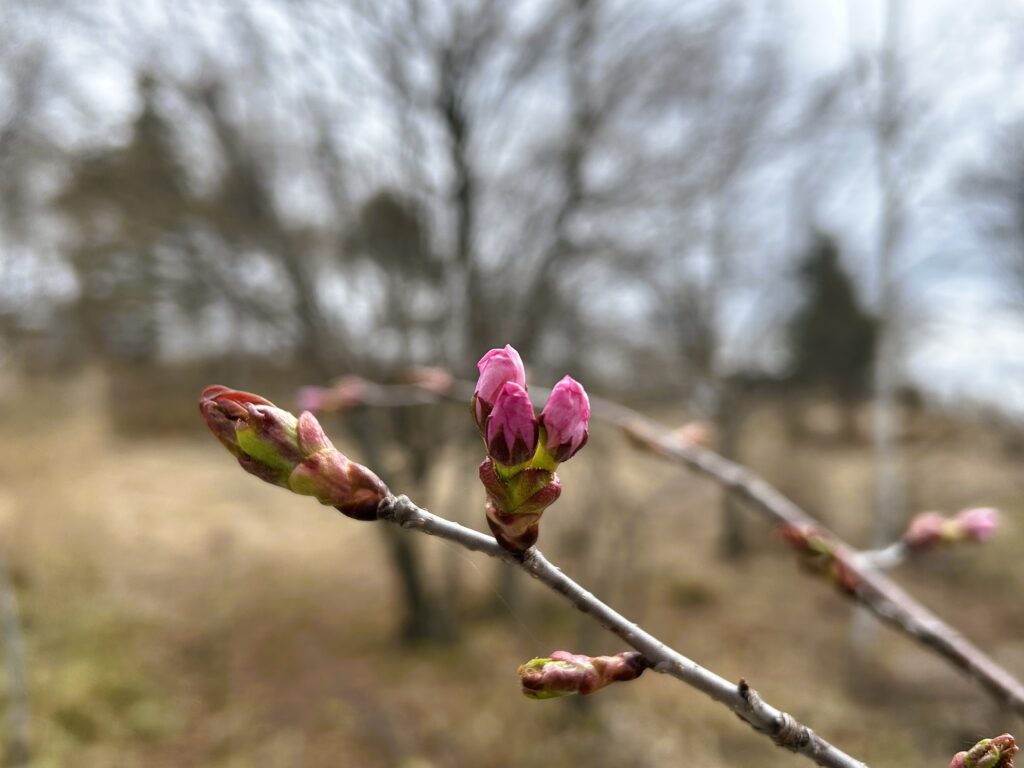 信州諏訪霧ヶ峰高原別荘地 霧ヶ峰 ビバルデの丘 長野県諏訪市 ビーナスライン 別荘 山 森 森林 自然 富士山 八ヶ岳 南アルプス 中央アルプス 眺望 植物 山野草 草花 山の花 アウトドア 桜 サクラ ヤマザクラ ゴールデンウイーク 蕾 開花