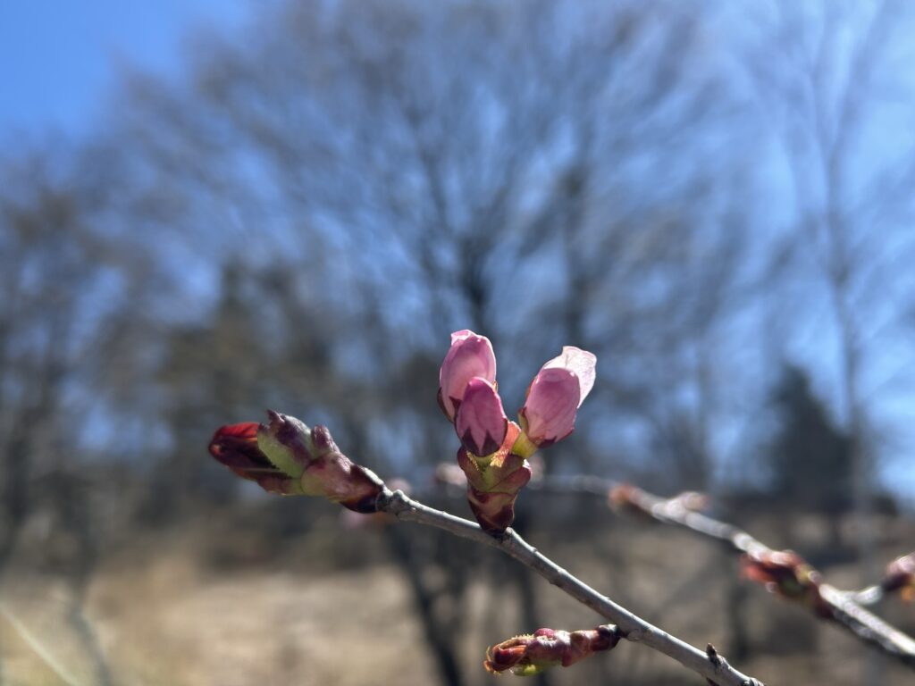 信州諏訪霧ヶ峰高原別荘地 霧ヶ峰 ビバルデの丘 長野県諏訪市 ビーナスライン 別荘 山 森 森林 自然 富士山 八ヶ岳 南アルプス 中央アルプス 眺望 植物 山野草 草花 山の花 アウトドア 桜 サクラ ヤマザクラ ゴールデンウイーク 蕾 開花