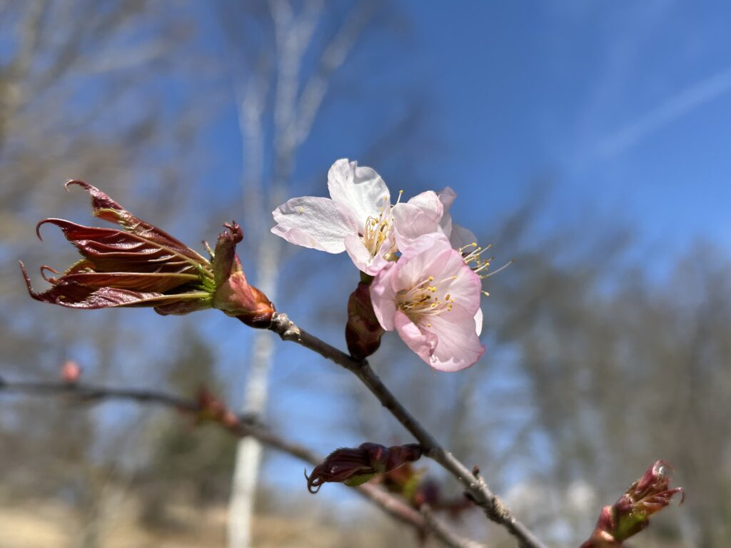信州諏訪霧ヶ峰高原別荘地 霧ヶ峰 ビバルデの丘 長野県諏訪市 ビーナスライン 別荘 山 森 森林 自然 富士山 八ヶ岳 南アルプス 中央アルプス 眺望 植物 山野草 草花 山の花 アウトドア 桜 サクラ ヤマザクラ ゴールデンウイーク 蕾 開花