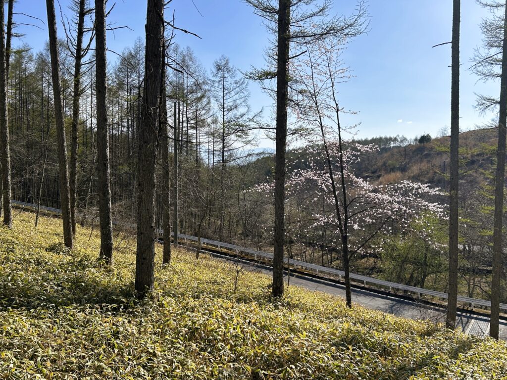 信州諏訪霧ヶ峰高原別荘地 霧ヶ峰 ビバルデの丘 長野県諏訪市 ビーナスライン 別荘 山 森 森林 自然 富士山 八ヶ岳 南アルプス 中央アルプス 眺望 植物 山野草 草花 山の花 アウトドア 桜 サクラ ヤマザクラ ゴールデンウイーク 蕾 開花 分譲地 景色