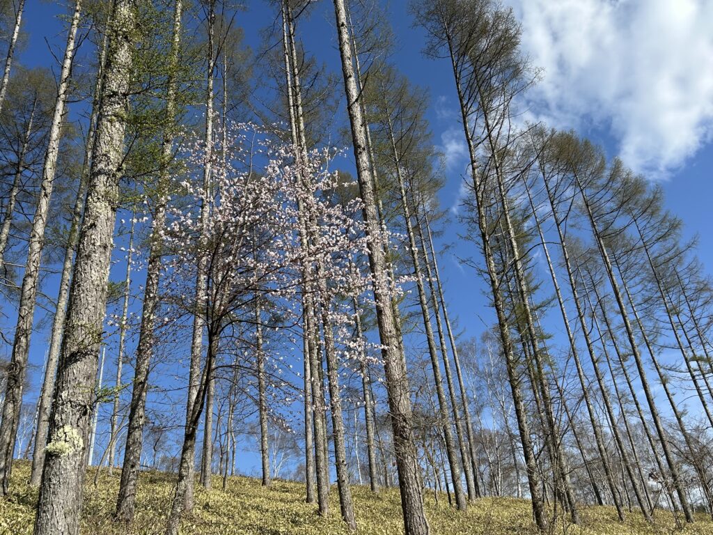 信州諏訪霧ヶ峰高原別荘地 霧ヶ峰 ビバルデの丘 長野県諏訪市 ビーナスライン 別荘 山 森 森林 自然 富士山 八ヶ岳 南アルプス 中央アルプス 眺望 植物 山野草 草花 山の花 アウトドア 桜 サクラ ヤマザクラ ゴールデンウイーク 蕾 開花 分譲地