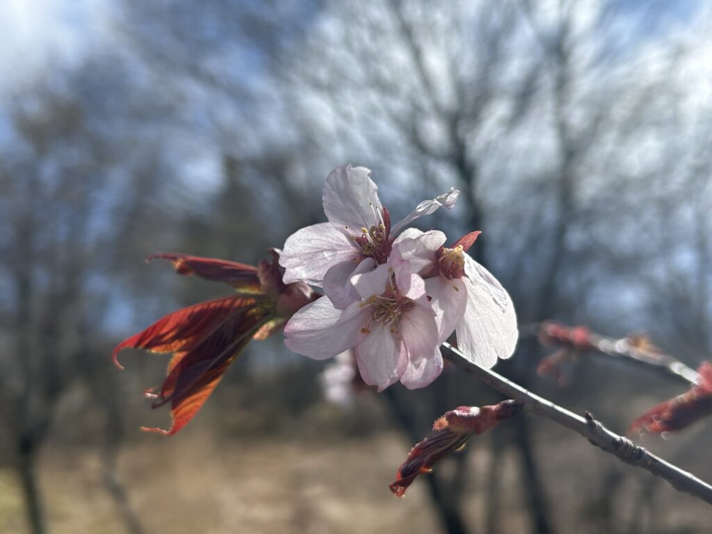 信州諏訪霧ヶ峰高原別荘地 霧ヶ峰 ビバルデの丘 長野県諏訪市 ビーナスライン 別荘 山 森 森林 自然 富士山 八ヶ岳 南アルプス 中央アルプス 眺望 植物 山野草 草花 山の花 アウトドア 桜 サクラ ヤマザクラ ゴールデンウイーク 蕾 開花