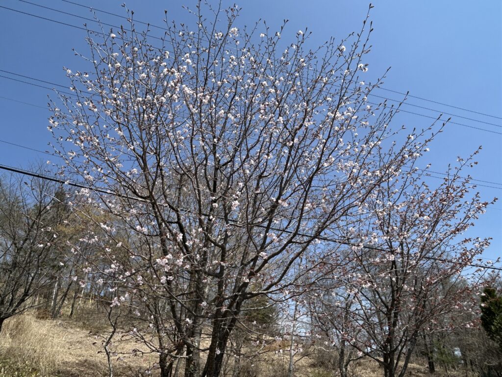 信州諏訪霧ヶ峰高原別荘地 霧ヶ峰 ビバルデの丘 長野県諏訪市 ビーナスライン 別荘 山 森 森林 自然 富士山 八ヶ岳 南アルプス 中央アルプス 眺望 植物 山野草 草花 山の花 アウトドア 桜 サクラ ヤマザクラ ゴールデンウイーク