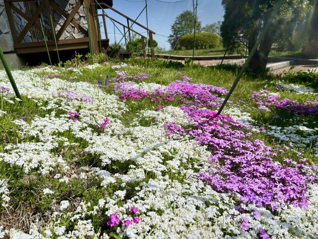信州諏訪霧ヶ峰高原別荘地 霧ヶ峰 ビバルデの丘 長野県諏訪市 ビーナスライン 別荘 山 森 森林 自然 富士山 八ヶ岳 南アルプス 中央アルプス 眺望 植物 山野草 草花 山の花 アウトドア 蜘蛛の巣 芸術 虫 霧 水滴 レース シバザクラ